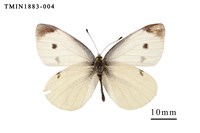 藏品(白粉蝶)的圖片